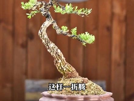 黄杨盆景造型 盆景修剪 听说铝线绑太多的盆景没有灵魂#盆景艺术 #黄杨盆景 #盆景造型植物