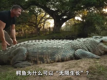 理论上鳄鱼可以“无限变大”吗?#科普一下 #鳄鱼