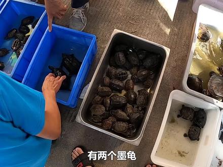 乌龟市场250一只墨龟,捡漏了吗?还有63一斤的大头草龟,值不值 #乌龟 #养龟 #宠物