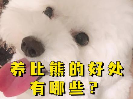 养比熊的好处有哪些?#比熊犬 #狗狗