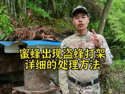 在养蜂的过程中,蜜蜂出现盗蜂打架对于养蜂人来说是很严重的,今天小文详细的给大家讲解处理盗蜂打架的方法#养蜂 #诱蜂 #养蜂技术 #农业农村 #新农人计划 @抖音小助手