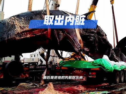 抹香鲸搁浅处理三部曲 #标本 #科普 #博物馆