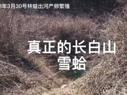 长白山雪蛤林蛙养殖基地