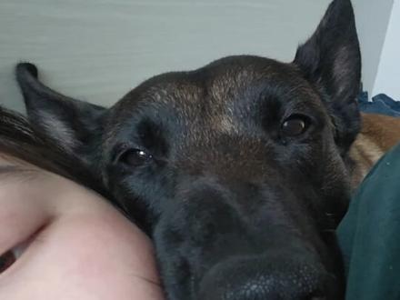 我怎么好意思让它下去😕#马犬 #狗狗