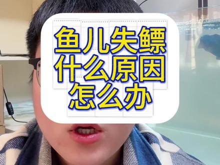鱼儿失鳔什么原因怎么办#观赏鱼 #水族 #养鱼日记