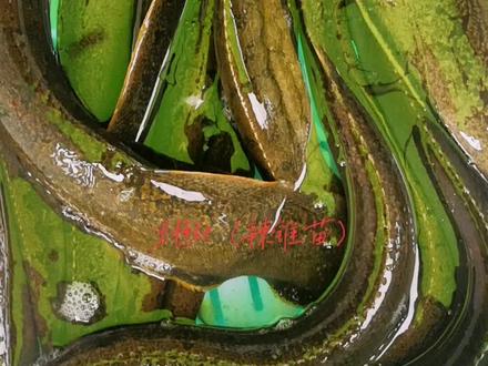 发个科普视频吧,目前已完成#刺鳅 刀鳅鱼人工繁殖,养殖,全程投喂饲料#水产养殖 #三农 #钓鱼