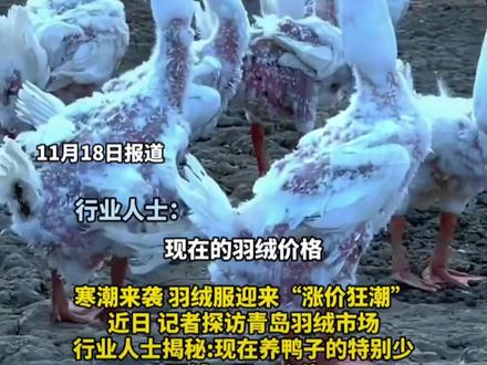 填充一件羽绒服将有一百只鸭子“挨冻”