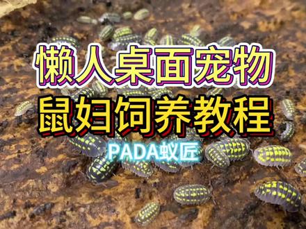 新手入门鼠妇饲养教程!懒人桌面宠物!#神奇动物在抖音