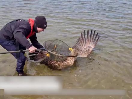 男子在海面发现落水金雕,却意外救下两只濒死鹰宝宝,实在太感人 #野生动物 #爱护大自然保护野生动物