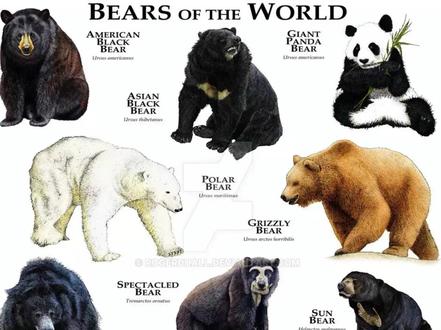 3分钟了解现存8种熊