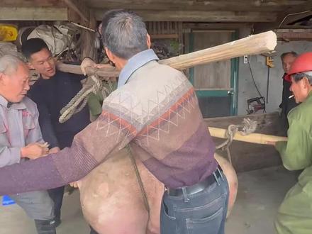 杀年猪了,有来帮忙抬的吗?500多斤的农家熟食猪。两头🈶故事的猪!#农村最朴素的生活 #我的农村生活 #助农行动 #三农#这就是农村的生活
