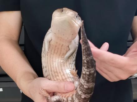 为什么要养"垃圾桶"? #蓝舌石龙子#爬宠 #异宠