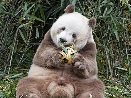 【请停止对大熊猫国家形象的轻慢与丑化!】 @前方+ @西安晚报 @三秦都市报 @咸阳融媒(咸阳日报社) @BRTV纪实科教 @呈贡发布 @龙视新闻 @驻马店日报 @苍溪融媒 @乌兰察布云 @中媒汇 @无线石家庄 @广州交通电台 @黑龙江交通广播 @龙岩市融媒体中心 @桂林日报社全媒体 @吉林交通广播 @成都市总工会 @浪涨新闻 @广东城市之声 @安徽视讯 @太原日报 @抖音 @西藏商报 @杭州网 @网信香河
近期,个别所谓“AI创作”将中国国宝大熊猫七仔扭曲成低级怪诞的形象,更令人愤慨的是,部分官方媒体竟不加甄别地转发传播,此举已逾越文化传播的底线,是对国家象征的严重不敬!
大熊猫不仅是濒危野生动物,更是中国和平友善的国家名片,承载着深厚的文化意义与国际友谊。其形象代表着自然之美、和谐之韵,绝非哗众取宠的网络噱头。官方媒体作为权威信息的守门人,本应恪守文化操守,守护国家符号的尊严,却沦为低质流量的推手,实属失职失格!
我们强烈谴责:
1. 任何以“ai创新”为名对国家级文化符号进行恶俗解构的行为;
2. 官方媒体放弃内容审核责任,盲目追逐流量,消解文化严肃性;
3. 传播链条中所有环节对丑化现象的漠视与纵容。
要求相关媒体:
立即下架不当内容,建立文化符号审核机制!呼吁全社会共同监督,守护属于我们每个人的文化尊严。
文化符号不容戏谑,媒体责任不容儿戏。请以行动重拾敬畏之心!
—— 一群关注文化尊严的公民
@抖音 同质化如此严重,搜索七仔满屏都是搬运同一段ai丑化大熊猫七仔的视频,鼓励原创?体现在何处?推流机制只看数据不看内容,国宝大熊猫的形象是什么?憨态可掬,和平大使!这段ai想表现什么?推崇什么?传递什么?居然可以成为热点!!!
#国宝大熊猫 #维护国宝大熊猫 #尊重文化 #尊重动物 #棕色大熊猫七仔