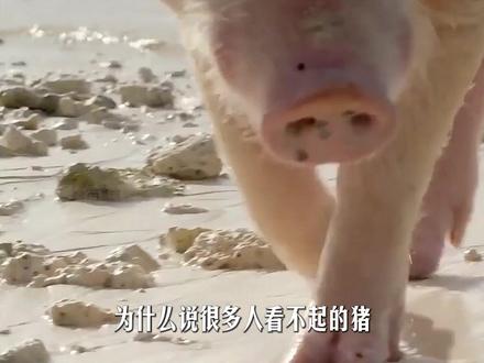 打破呆萌假象,猪凭超强适应力成人类外最强大型动物?#猪 #野猪 #动物科普 #抖出知识点