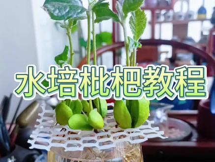 万物皆可水培!#水培 #水培植物 #原创视频