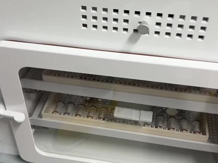 小太阳鹦鹉从蛋怎么变成小肉球的,一般从蛋发育血丝开始到出壳需要20多天,然后从小肉球到半毛又需要20多天。#孵化 #小太阳鹦鹉 #鹦鹉 #鹦鹉鹦鹉萌萌哒逗鹦鹉 #小太阳鹦鹉黄边凤梨