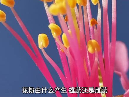 花粉由什么产生?雄蕊还是雌蕊
