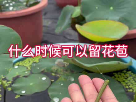 什么时候可以留花苞?#种植小技巧 #养花小知识 #家庭种植#荷花#技术分享 @百荷园荷花基地(开花对版 售后到开花)