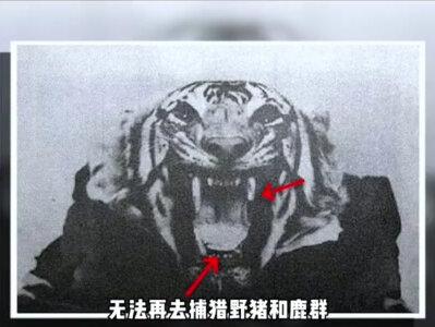 为什么老虎吃人后,一定要把它杀掉?专家称:不然后果很严重 #老虎#狮子#奇闻趣事 #科普一下 #动物世界