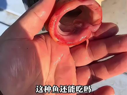 分享几种奇特的鱼,你知道哪个能吃吗?#鱼 #钓鱼人 #涨见识 #神奇的动物在抖音 #科普一下