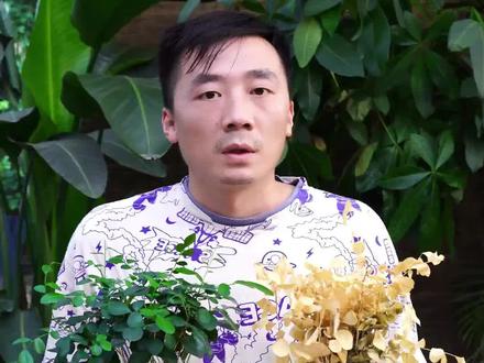 #花卉绿植 #爱生活爱养花#九里香 别把这根自吸棉扔掉了,它作用还是很大的。