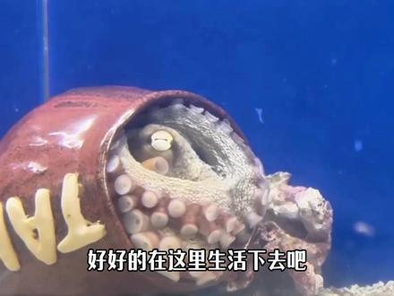 十个月前的小章鱼,如今变成了大人模样#章鱼 #宠物 #海洋动物 #神奇动物