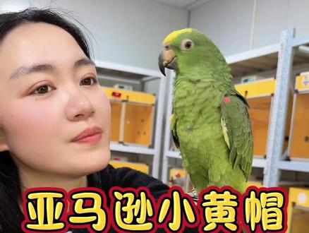 小黄帽现场教学,超级超级聪明!#亚马逊 #亚马逊鹦鹉 #亚马逊鹦鹉唱歌 #亚马逊鹦鹉会说话 #亚马逊鹦鹉黄颈