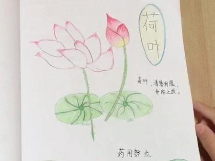 制作中草药手抄报,学习🌿功效和主治。(第二部分)荷叶