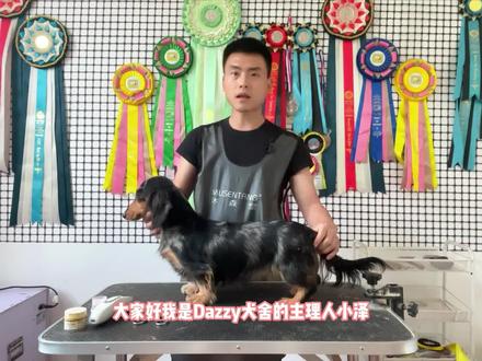 很重要的知识点#腊肠犬 长毛腊肠基础美容及洗护