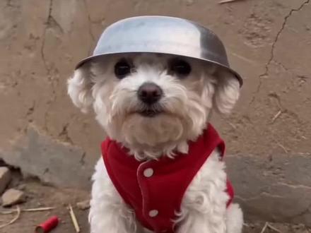 Ai萌宠放炮仗炸铁盆掉头顶豆包视频制作教程来了#炸盆萌宠受惊挑战 #豆包ai #豆包出大片有两把刷子#ai炮仗惊飞落顶盆 #ai放鞭炮炸铁盆 ai炸盆萌宠挑战 炸盆萌宠受惊挑战怎么做的视频 ai萌宠放炮仗炸铁盆 ai萌宠放炮仗炸铁盆制作教程 豆包免费视频制作 豆包Seedance2.0 炸铁盆seedance2.0