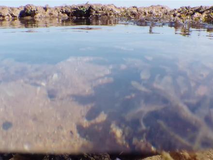 巨型章鱼捕猎行动#纪录片 #纪录频道 #微观 #动物世界 #巨型章鱼