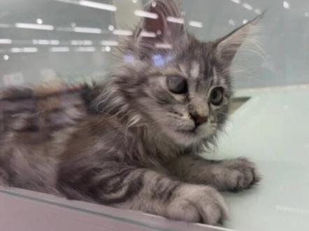 哎小咪 小猫咪 这也太可爱了#瓦瓦 #咪咪