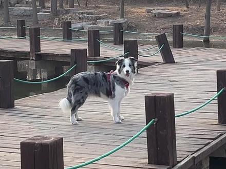 小狗好像天生就懂得怎么去爱人#陨石边牧 #狗狗#养狗人