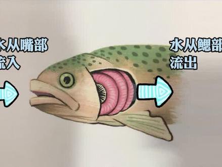 鱼是怎么呼吸的?用三句话可以讲给孩子听. #鱼是怎么呼吸的 #揭秘海洋 #科普小知识 #涨知识