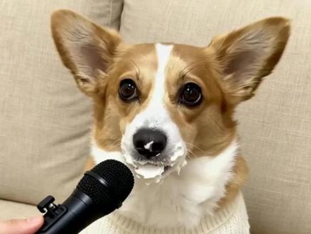 谁吃了蛋糕?哈哈哈哈哈哈哈哈哈哈哈哈哈#ai #小柯基 #小狗偷吃 #萌宠出道计划 #狗狗成精了