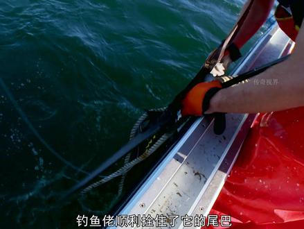 钓鱼佬用几十斤的大鱼钓几百斤的蓝鳍金枪鱼 #钓鱼人就是这么疯狂 #蓝鳍金枪鱼 #海钓船钓