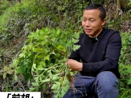 你认识它没?知道它有什么用处?😜#前胡#野当归#山货 #中药材