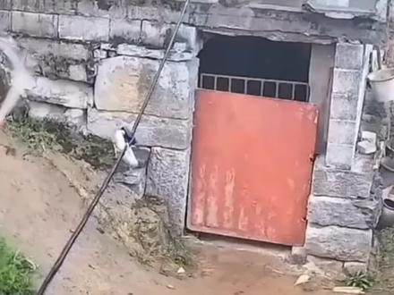 开智的猪眼睛向上看,这种猪千万不能留。#猪 #涨知识