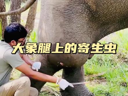 大象被寄生虫寄生#野生动物零距离 #神奇的动物在抖音