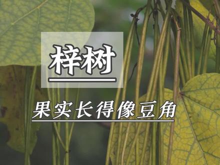 长得像豆角的树,你看到过吗#梓树#绿化苗木 @DOU+小助手
