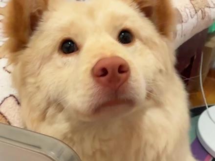 饭饭马上无痛当妈,当我把这个消息告诉当事狗…… #萌宠 #土松 #狗生产 #哈士奇