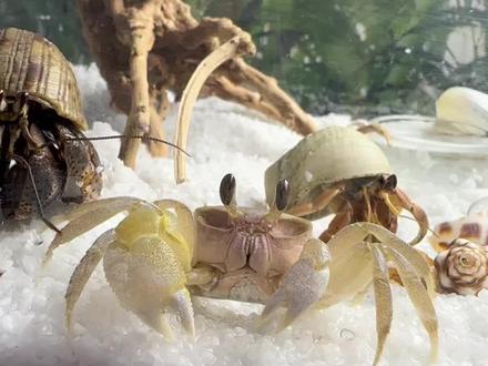 沙蟹怎么养各位#沙蟹 #爬宠 #爬宠日常