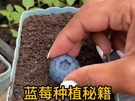 🫐 蓝莓种植秘籍: 从果实到小苗,只需几步,在家也能种! #三农 #农业种植 #种植小技巧