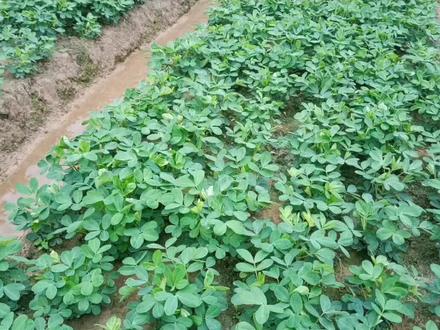 #水口供销社 花生叶片卷曲畸形,皱缩不开,防治有新招! #抖音助农 #农业种植 #增产增收 #农业技术推广