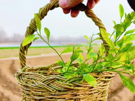 柳条编篮子学会这个方法,每年都会编一个给孩子玩#柳条编篮子 #纯手工打造 #老手艺 #非遗守护人