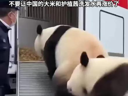 确认了!日本最后2只大熊猫即将回国 #大熊猫