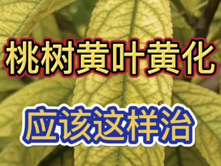 桃树黄叶黄化应该这样治一次就见效#桃树 #桃树管理 #桃树黄化管理