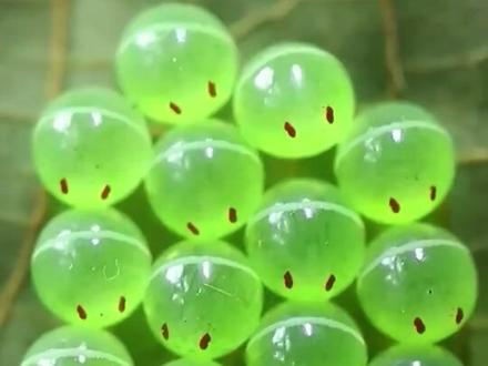 这些是什么蛋?能吃吗? #科普 #蛋