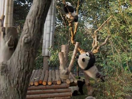 描写大熊猫小练笔,看你是哪个段位?#小学 #作文 #大熊猫