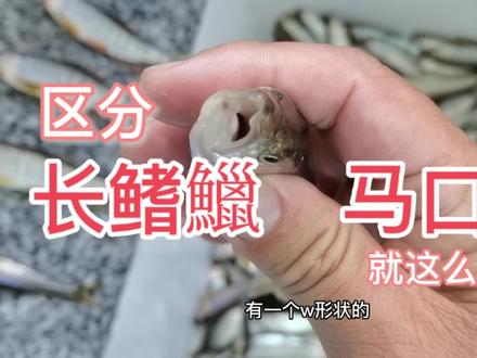 马口鱲 长鳍鱲区分就这么简单,看嘴巴子。#溪石斑 #2022dou来钓鱼 #溪流钓 #原来钓鱼才是抖音运动顶流 #户外